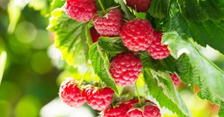 Protéger les framboisiers en été : 5 gestes pour prolonger la récolte Protéger les framboisiers en été : 5 gestes pour prolonger la récolte