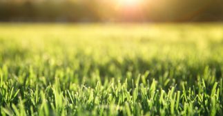 Sécheresse : quel est le gazon qui demande le moins d'eau ?