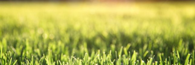 Un gazon résistant à la sécheresse