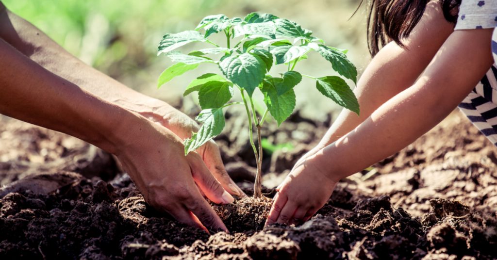 Cultiver un jardin résistant à la sécheresse : 10 bonnes pratiques