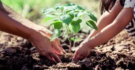Cultiver un jardin résistant à la sécheresse : 10 bonnes pratiques