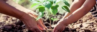Cultiver un jardin résistant à la sécheresse : 10 bonnes pratiques