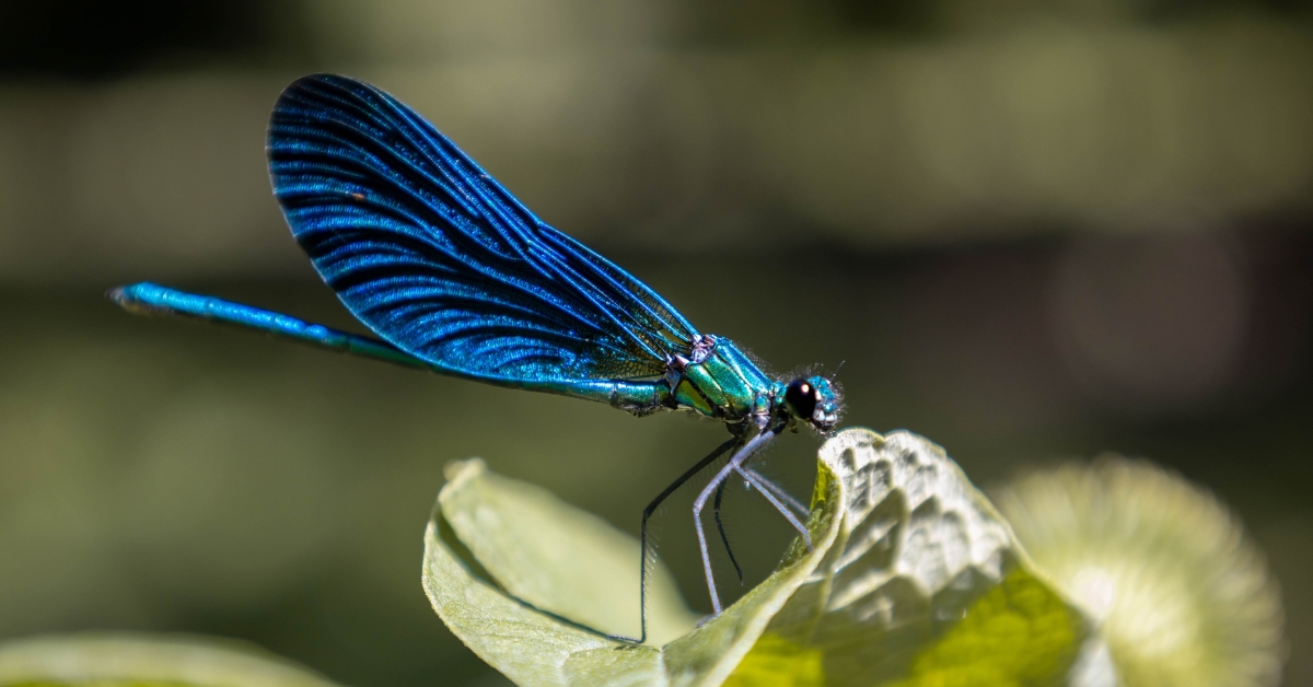 La libellule : mythique, magnifique et utile