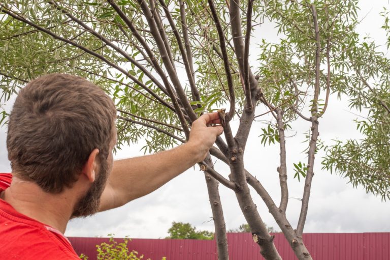 Mastic Cicatrisant Pour Arbres - 300 G Avec Pinceau - Protège Les Plaies De Taille, Limite La Perte D'eau, Accélère La Guérison