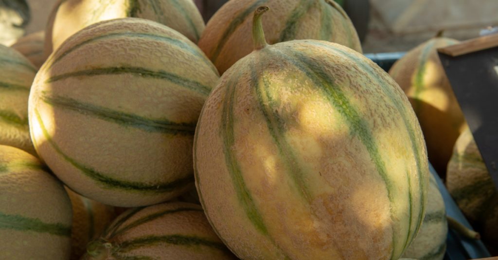 Le ‘melon charentais’ va-t-il disparaître des étals ?