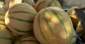 Le ‘melon charentais’ va-t-il disparaître des étals ?
