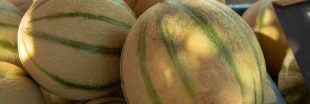 Le 'melon charentais' va-t-il disparaître des étals ?