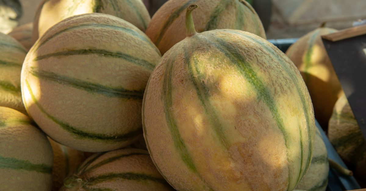 Le 'melon charentais' va-t-il disparaître des étals ?