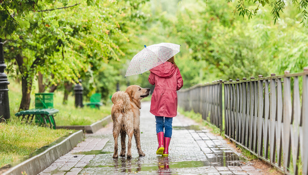 Pétrichor : la pluie a-t-elle une odeur ? - Numerama