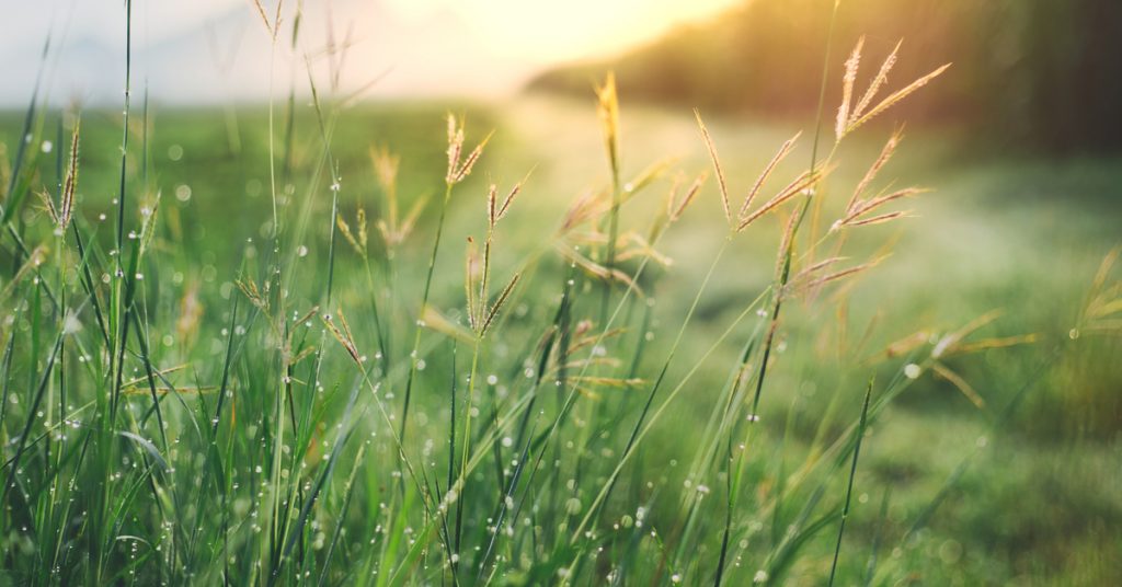 Connaissez-vous le pétrichor, l’odeur de la pluie ?