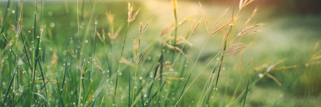 petrichor odeur de pluie