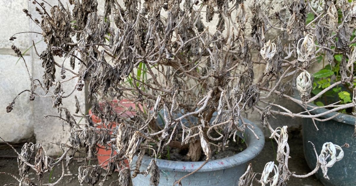 Ma plante est desséchée, que faire ? Nos conseils pour la faire repartir