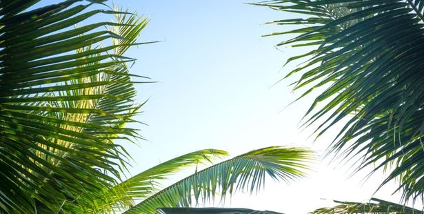 Le palmier, plante inflammable