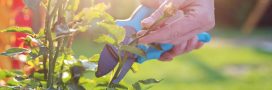 Les plantes et arbustes à tailler à la fin de l'été, avant l'automne