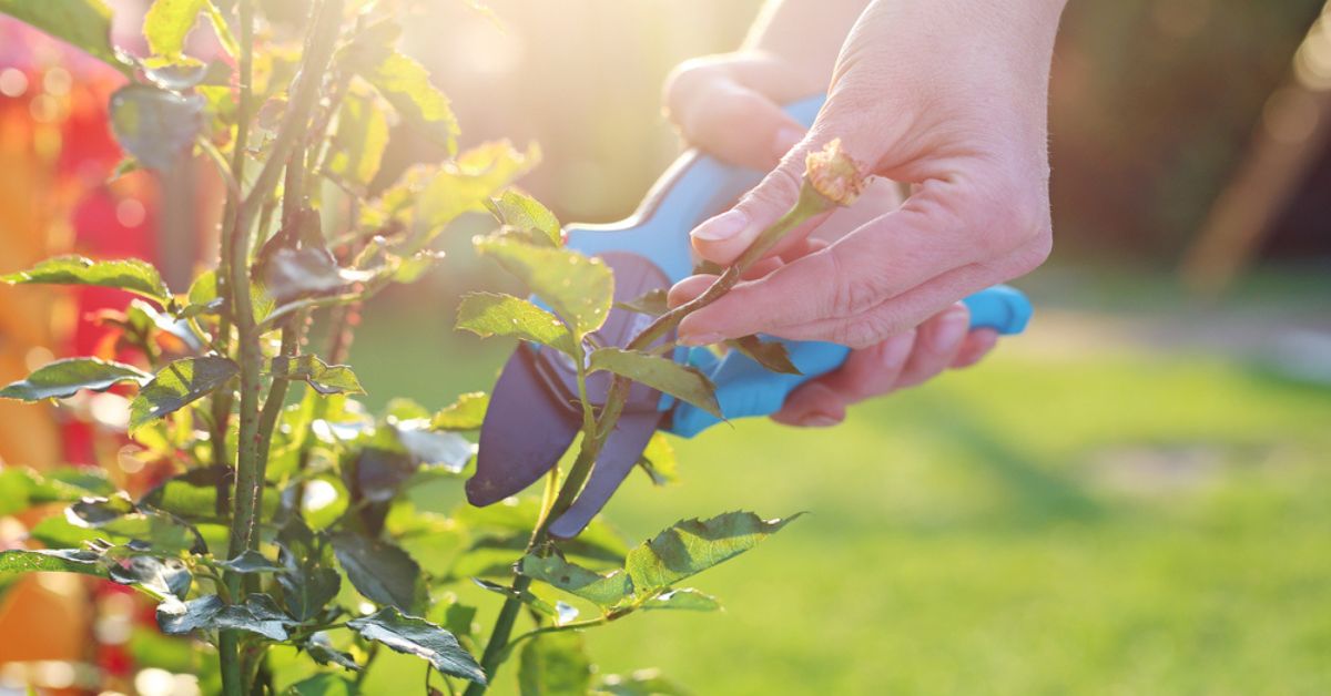 Les plantes et arbustes à tailler à la fin de l’été