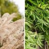 Incendies : 21 plantes très inflammables à ne pas planter au jardin