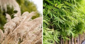 Incendies : 21 plantes très inflammables à ne pas planter au jardin