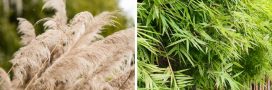Incendies : 21 plantes très inflammables à ne pas planter au jardin