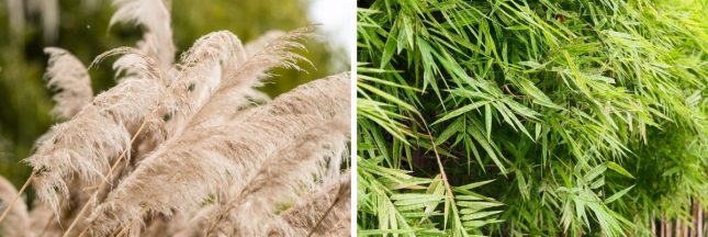 Les plantes les plus inflammables