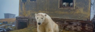 Des clichés rares d’ours polaires ayant élu domicile dans des maisons ...
