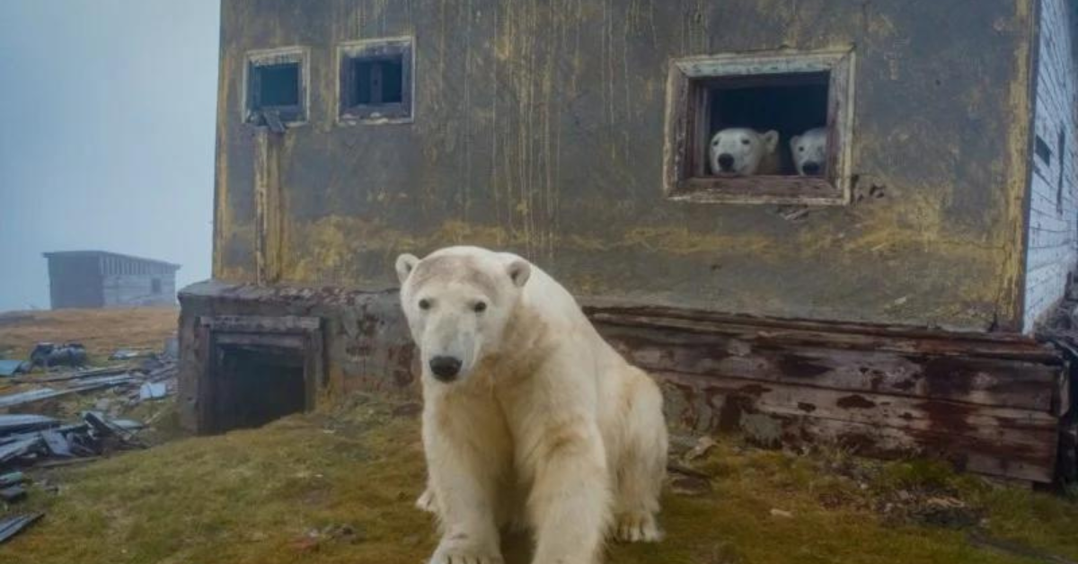 Des clichés rares d'ours polaires ayant élu domicile dans des maisons  abandonnées