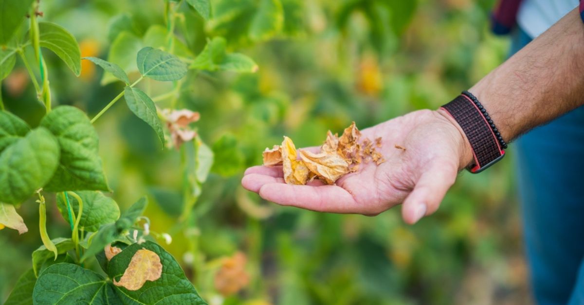 Jardinage par temps chaud : 10 règles d’or pour sauver le potager