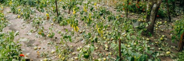 Que faire au potager et au jardin après une averse ?