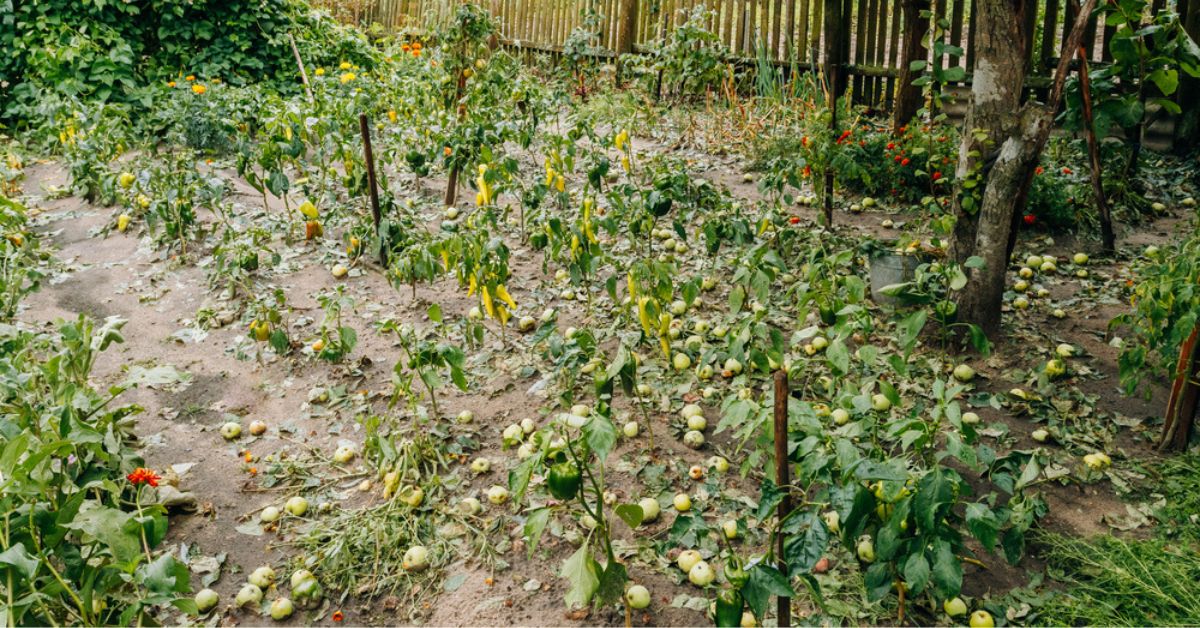 Que faire après une forte pluie au potager et au jardin ?