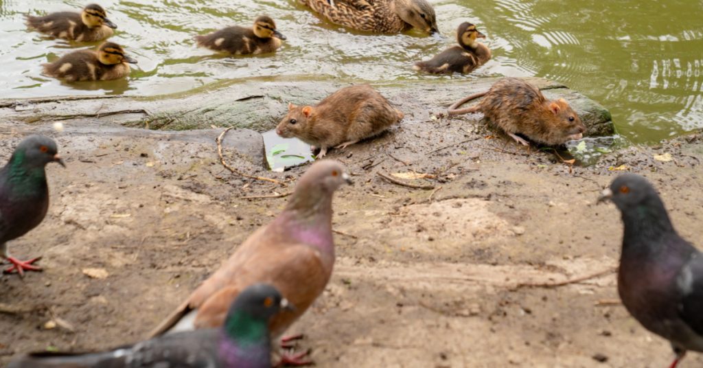 Ces animaux sont-ils vraiment nuisibles ?