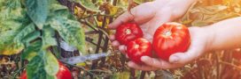 Tomates et chaleur : 9 astuces pour de belles récoltes en été