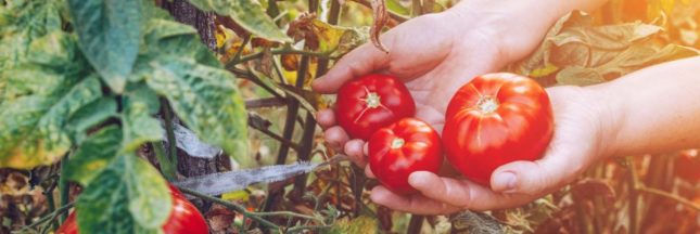 Obtenir de belles récoltes de tomates en été