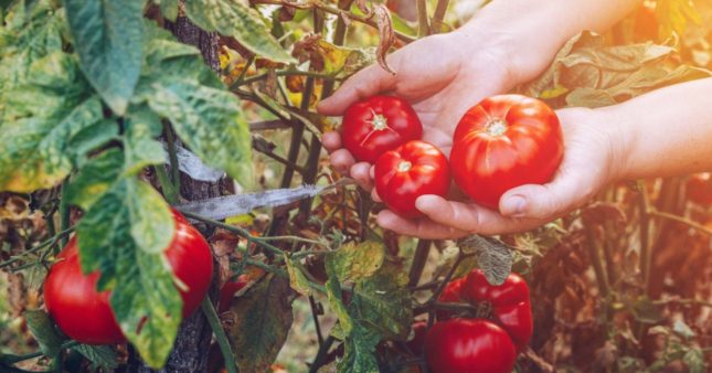 Obtenir de belles récoltes de tomates en été