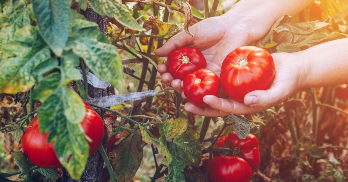 Tomates et chaleur : 9 astuces pour de belles récoltes en été