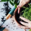 Jardinage en pot : quand et comment rempoter une plante ?