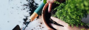 Jardinage en pot : quand et comment rempoter une plante ?