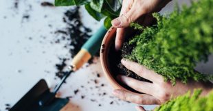 Jardinage en pot : quand et comment rempoter une plante ? Jardinage en pot : quand et comment rempoter une plante ?