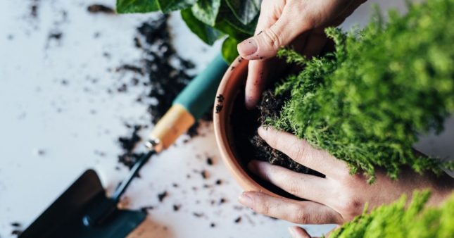 Jardinage en pot : quand et comment rempoter une plante ?