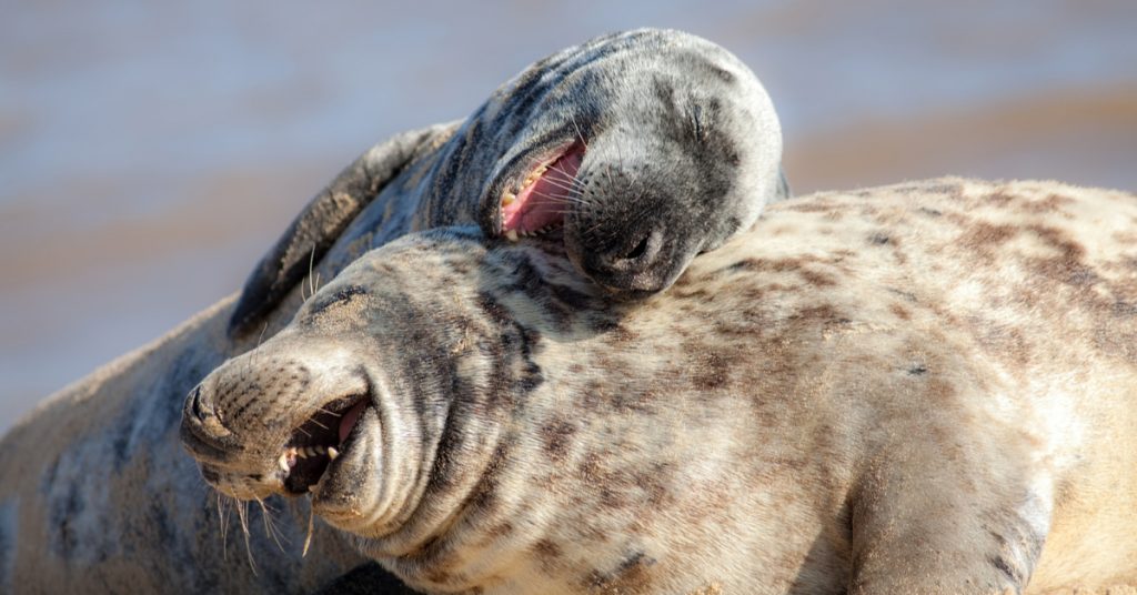 Étude – Les animaux aussi ont des fous rires