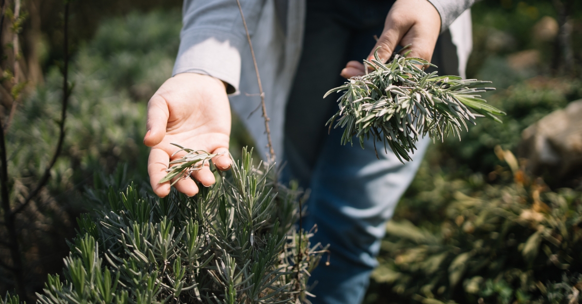 Les branches de mon romarin brunissent ou noircissent : que faire ? Les branches de mon romarin brunissent ou noircissent : que faire ?