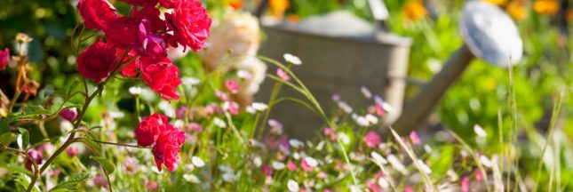 Protéger le jardin de la sécheresse