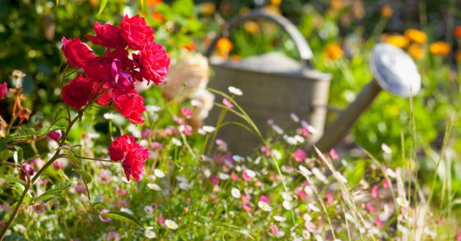 Canicule et jardinage : 12 conseils anti-sécheresse au jardin