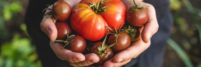 Obtenir des tomates plus grosses.