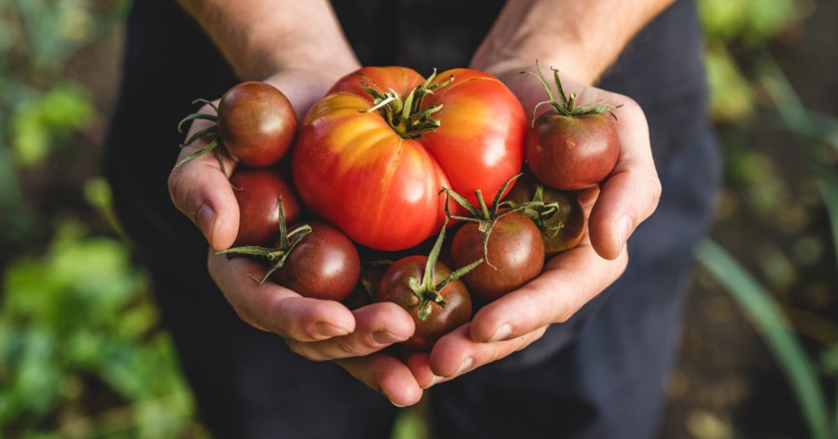 Potager : 10 astuces pour des tomates plus grosses et savoureuses