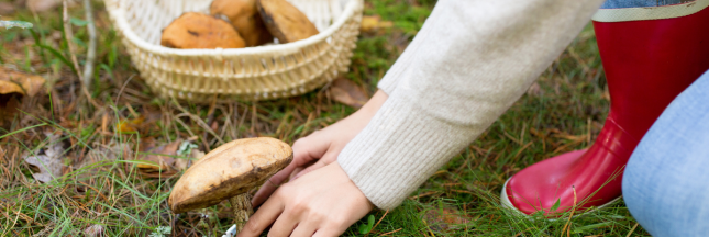 secheresse cueillette champignons