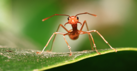 Le titanesque nombre de fourmis sur terre