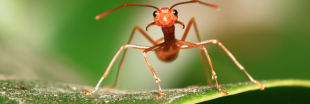 Le titanesque nombre de fourmis sur terre