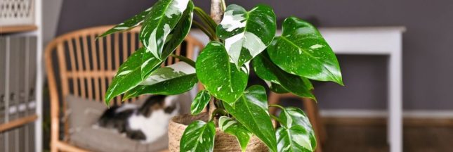 Des engrais naturels pour plantes vertes