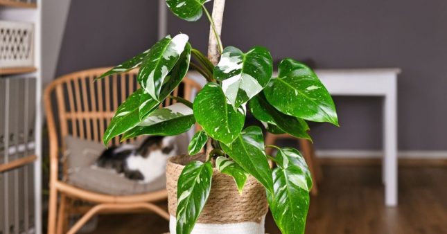 Engrais naturels pour plantes vertes : 5 dchets  utiliser pour les booster