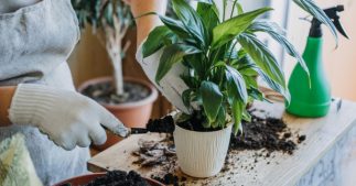 Plantes d'intérieur : ces 7 erreurs que nous faisons tous et qui sont pourtant fatales Plantes d'intérieur : ces 7 erreurs que nous faisons tous et qui sont pourtant fatales