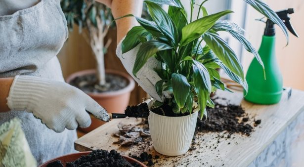 Plantes d'intérieur : ces 7 erreurs que nous faisons tous et qui sont pourtant fatales Plantes d'intérieur : ces 7 erreurs que nous faisons tous et qui sont pourtant fatales
